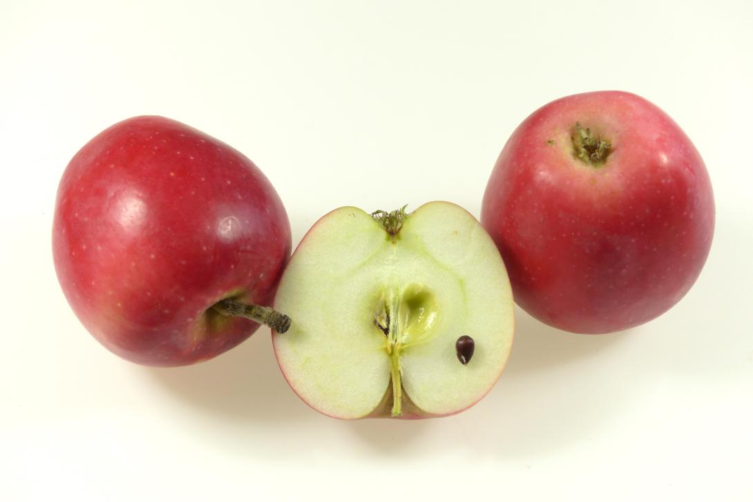 Kitzinger Taubenapfel Gruppenbild mit Längsschnitt