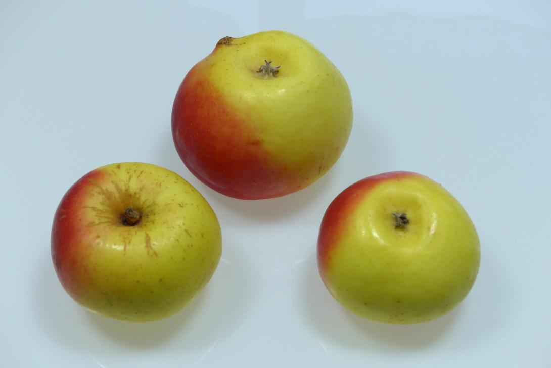 Mensfelder Glanzrenette