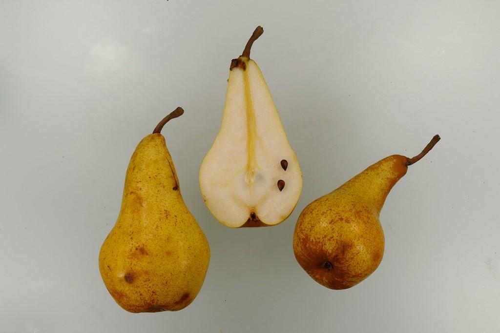 Van Marums Flaschenbirne