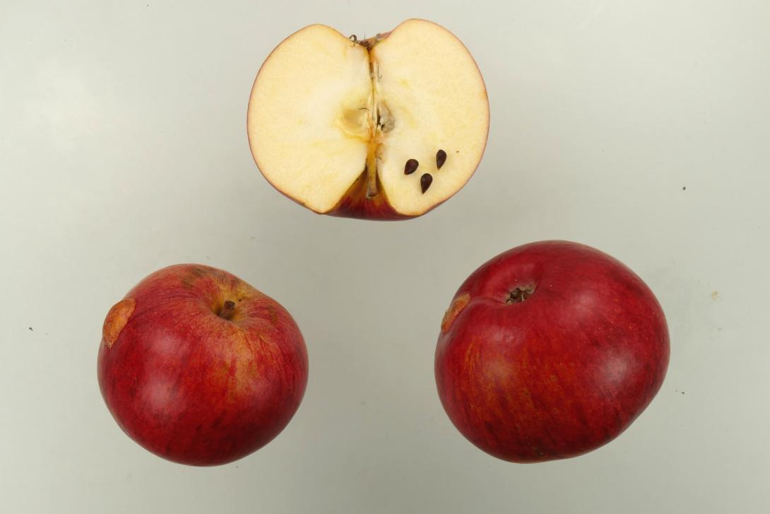 Peasgoods Sondergleichen Peasgoods Sondergleichen