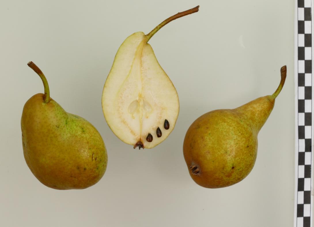 Holländische Butterbirne