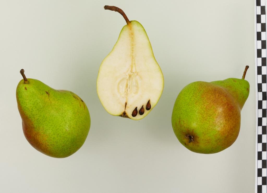 ,,Unterohrner Bergbirne"-AN