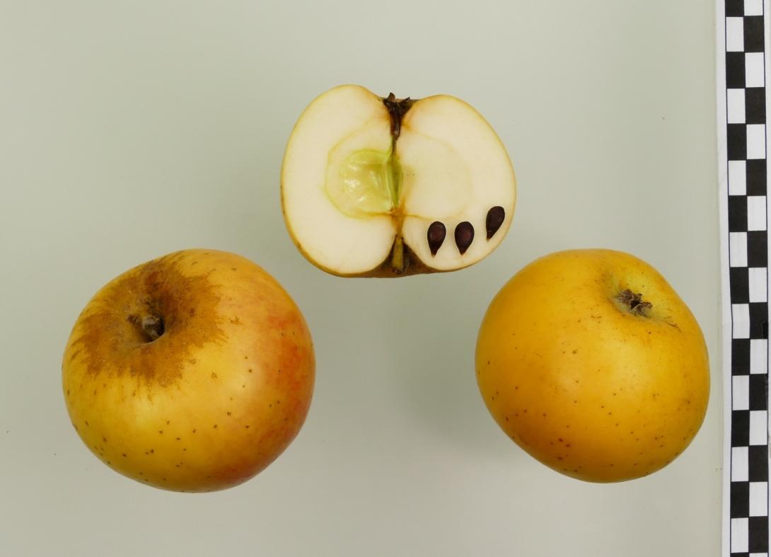 Korbacher Edelrenette