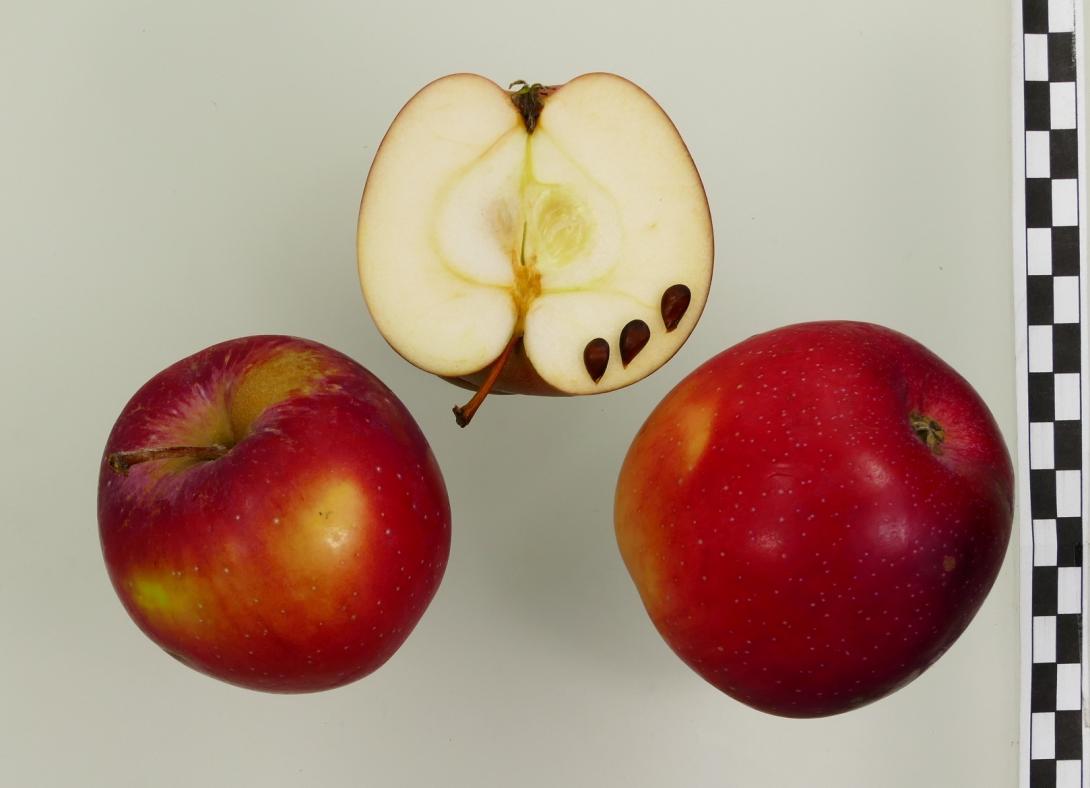 Berner Rosenapfel