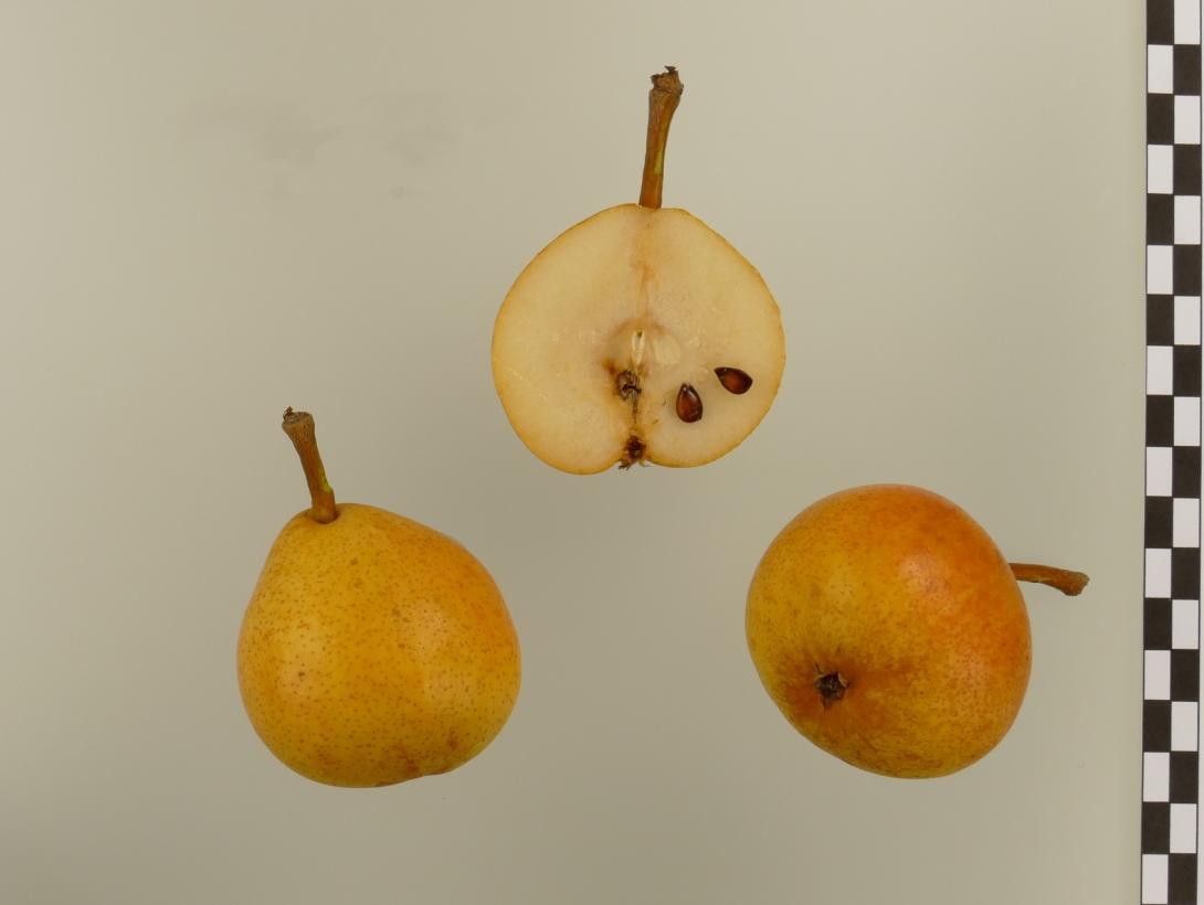 Moritzburger Bergamotte