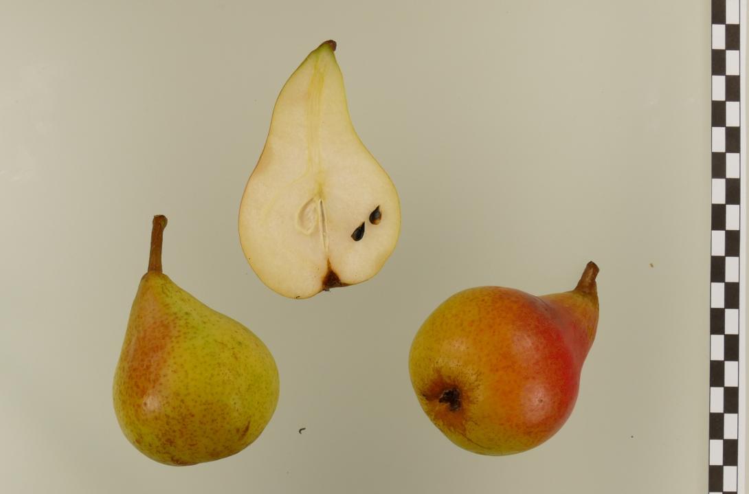 Van Geerts Butterbirne