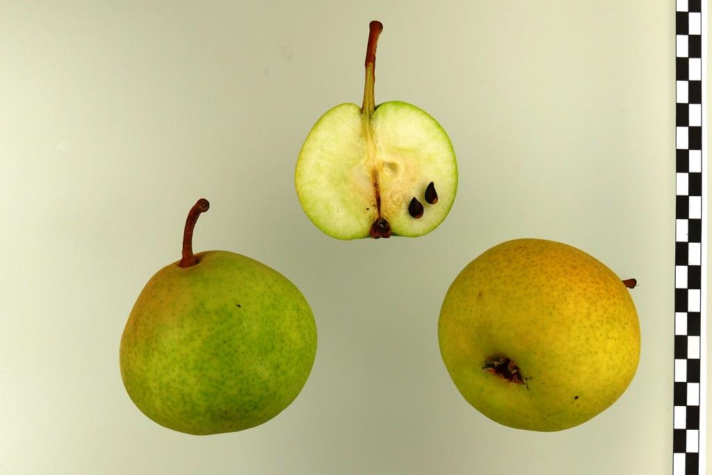 Deutsche Nationalbergamotte