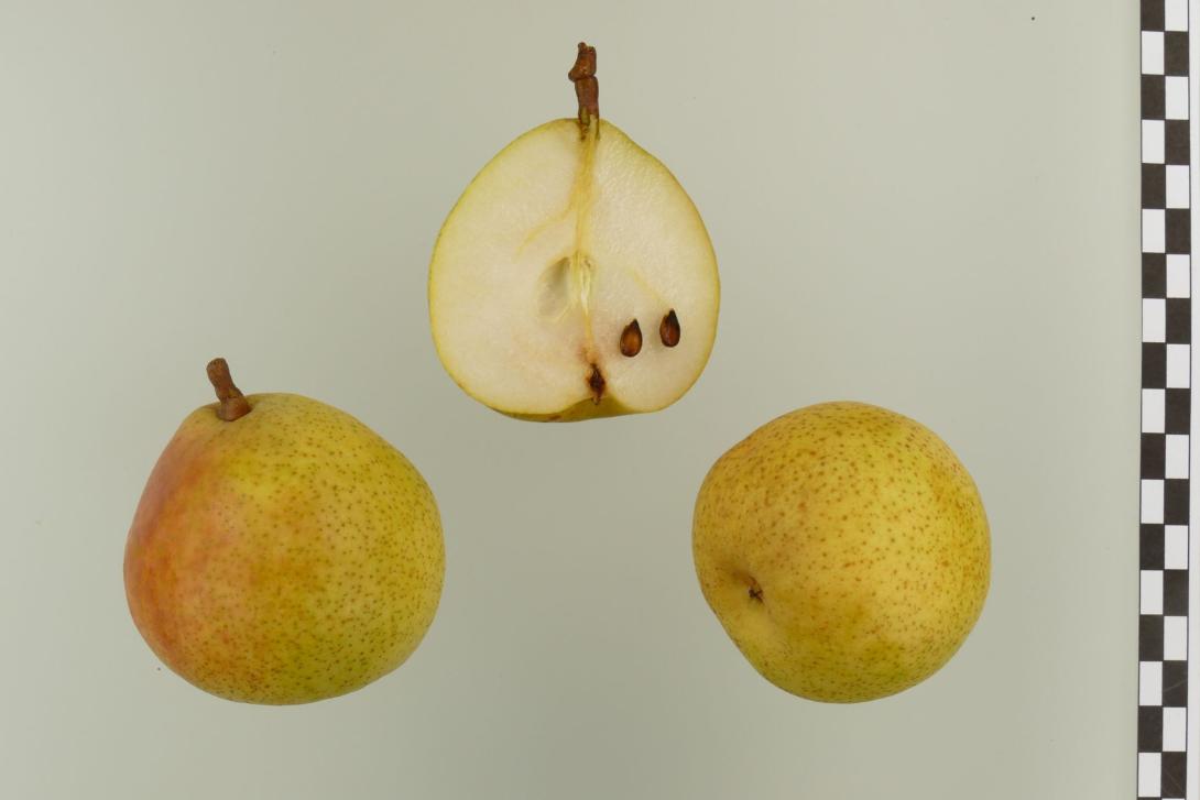 Weiße Herbstbutterbirne