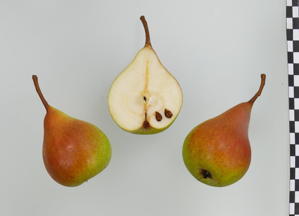 Römische Schmalzbirne