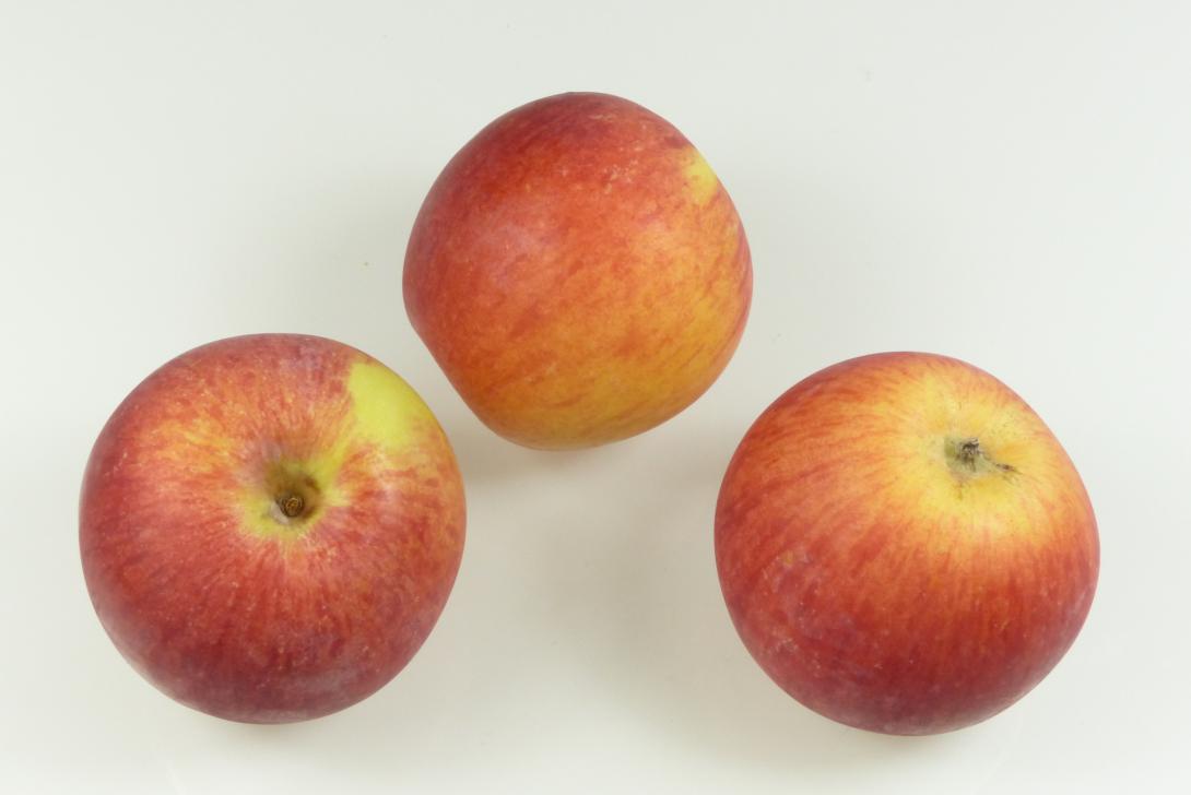 Gruppenbild Großwallstädter Rosenapfel