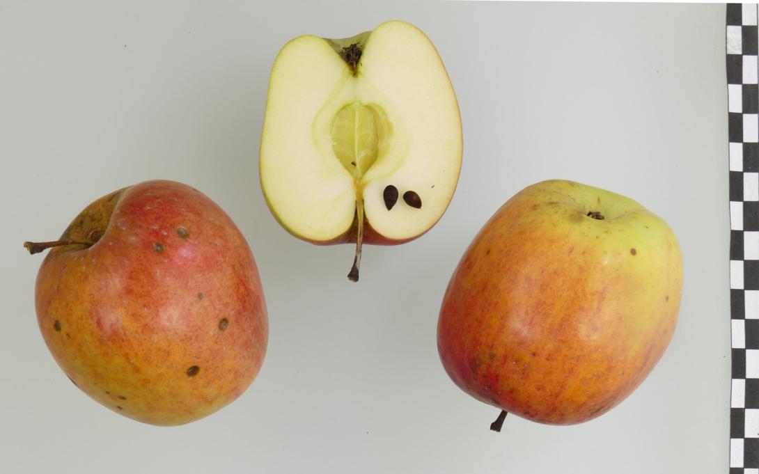 Winterprinzenapfel Winterprinzenapfel