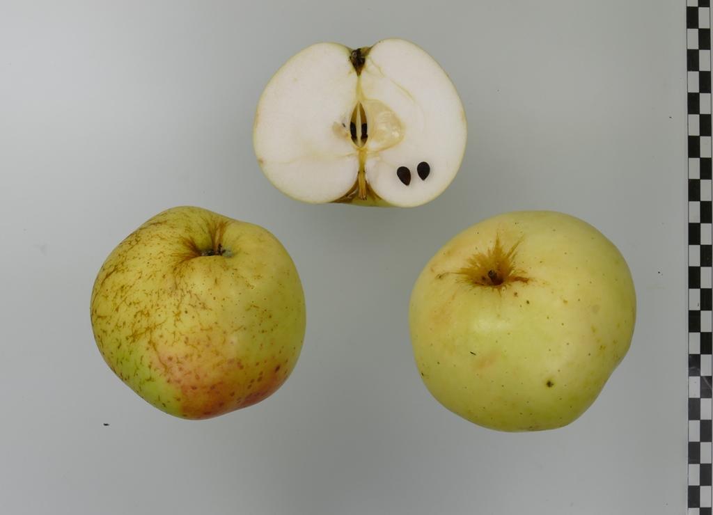 Pommerscher Schneeapfel