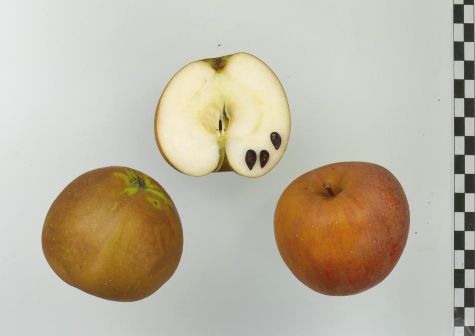 Osnabrücker Renette