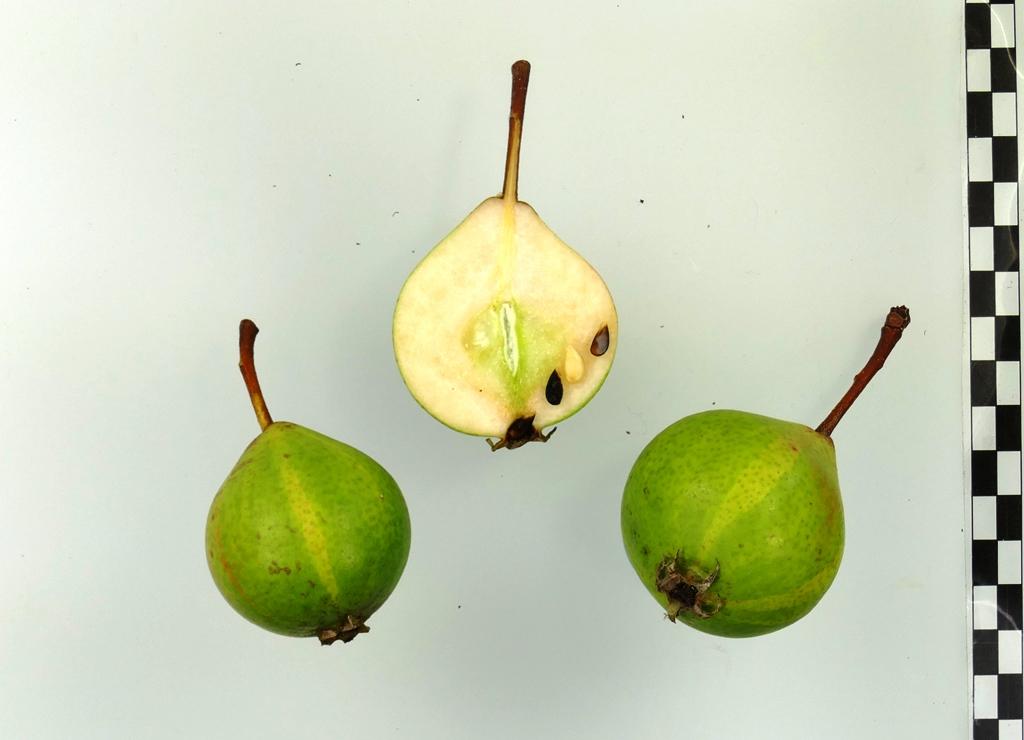 Frühe Schweizer Bergamotte