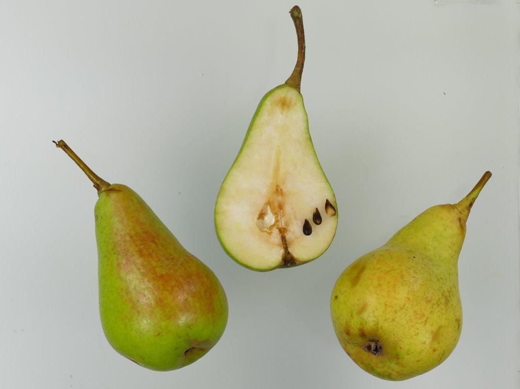 Lange Sommer Mundnetzbirne