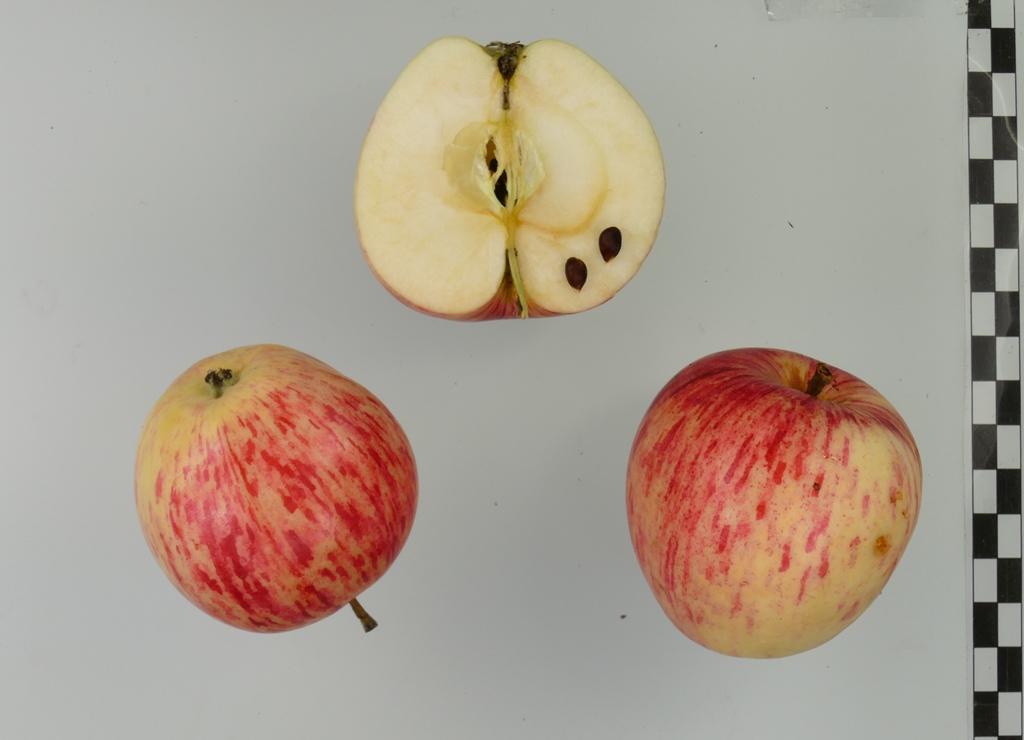 Virginischer Rosenapfel