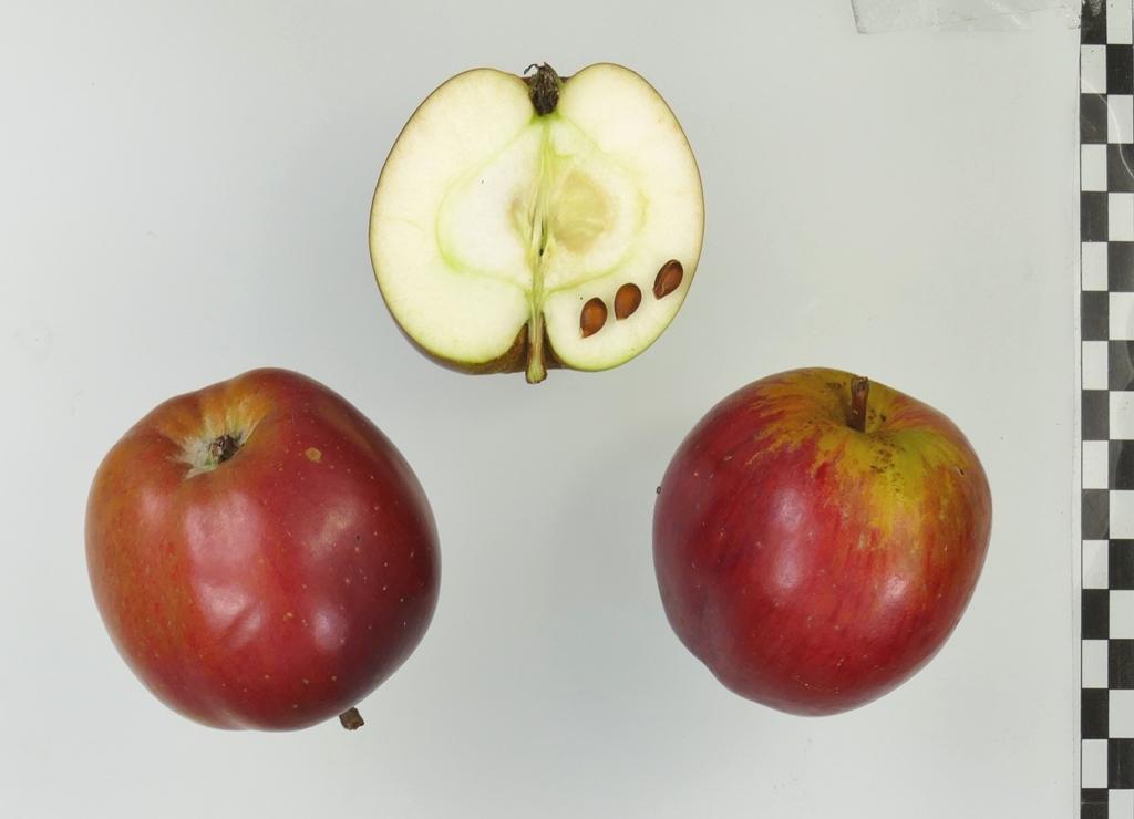 Roter Sommerparadies