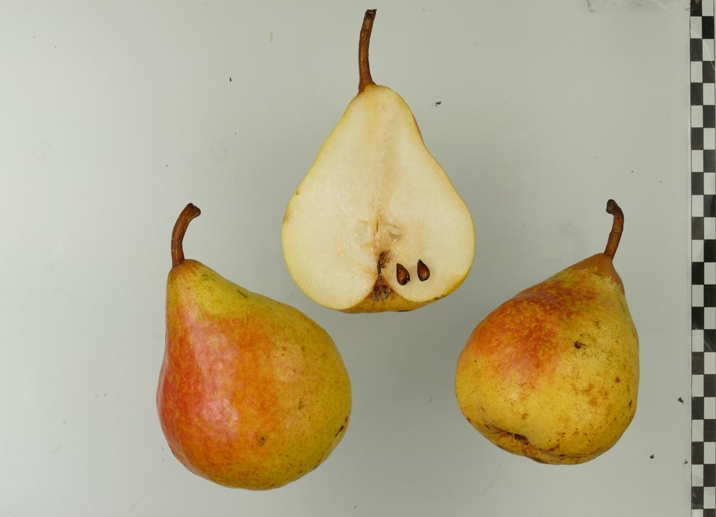 Andenken an den Kongreß