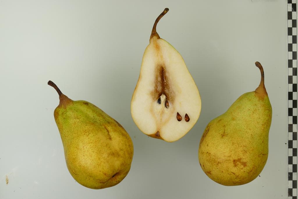 Souvenir de Jules Guindon