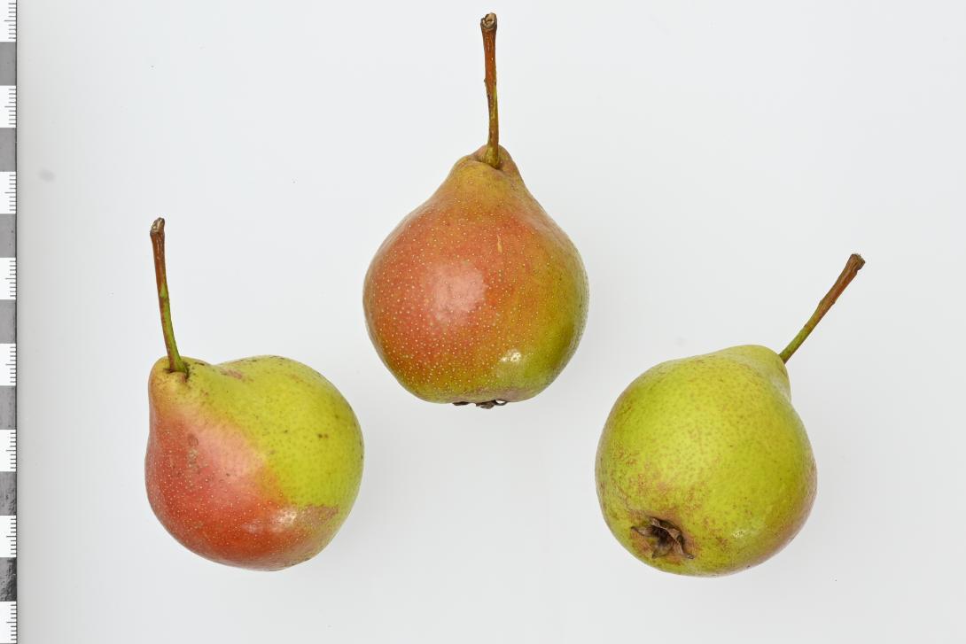 Rote Lederbirne