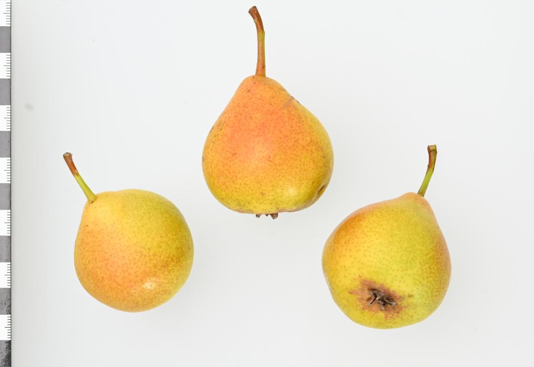Das Foto zeigt drei Früchte der Sorte aus unterschiedlichen Ansichten.