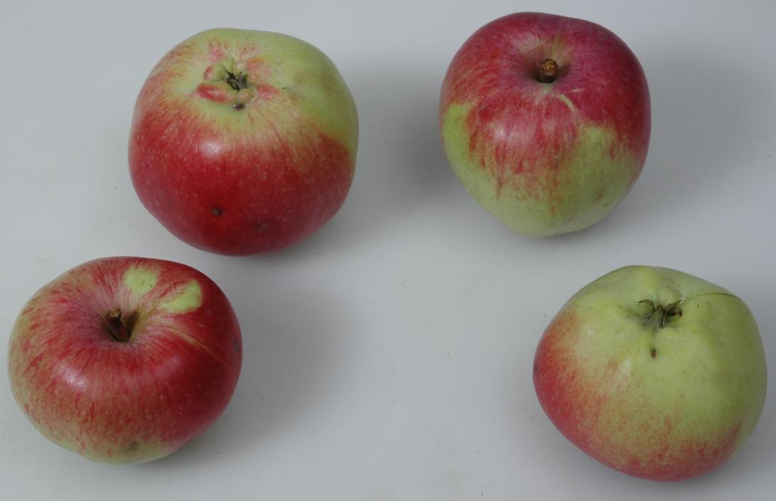 Schöner aus Oesdorf