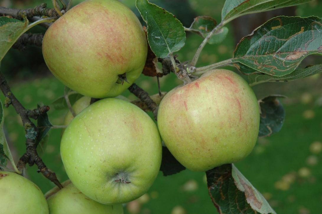 Schöner aus Wiedenbrück