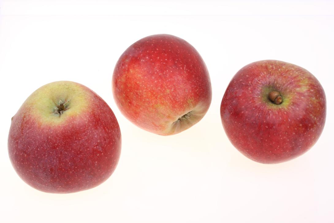 Siebenschläfer Gruppe