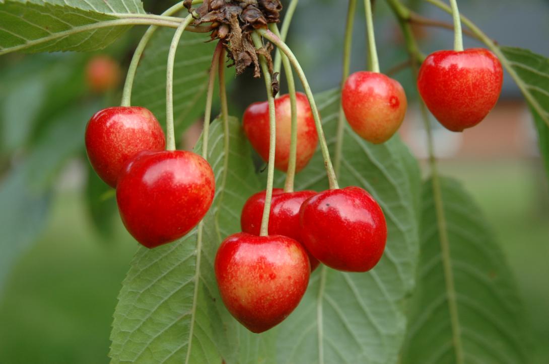 Tilgeners Rote Herzkirsche
