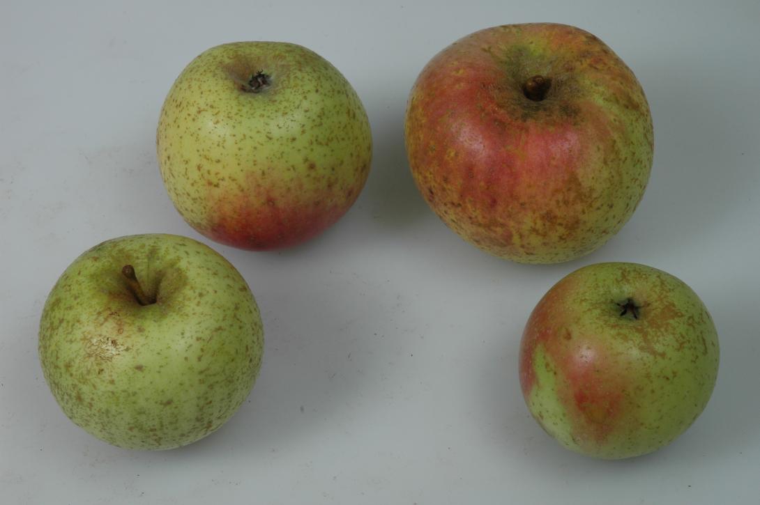 Zwiebelapfel (Münsterland)